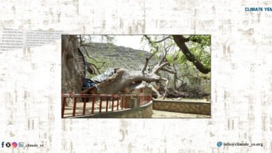 إنهيار شجرة الغريب في تعز