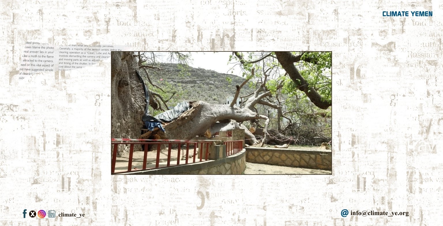 إنهيار شجرة الغريب في تعز