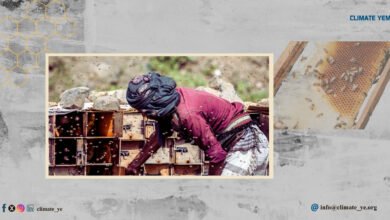 تربية النحل في اليمن